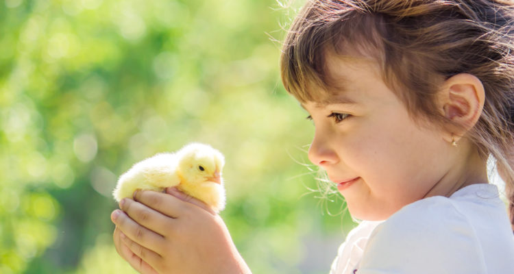 Adopter des poules chez soi fait le bonheur des enfants